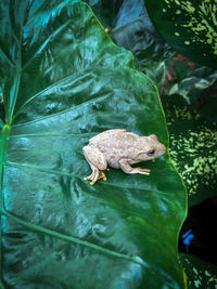 High angle view of frog in lake