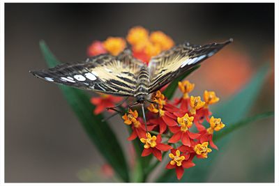 Close-up of butterfly perching on flower