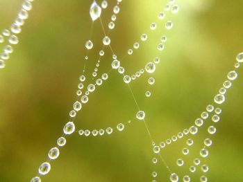 Close-up of water drops on spider web