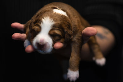 Low section of woman holding puppy