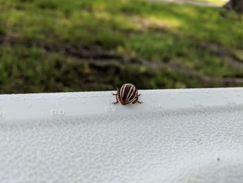 Close-up of snail on the wall