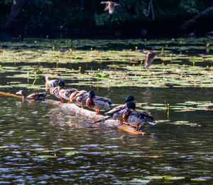 Ducks swimming in river
