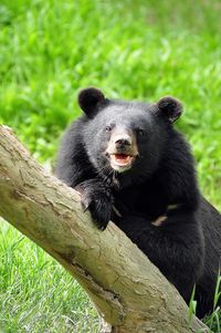 Asian black bears are close relatives to american black bears