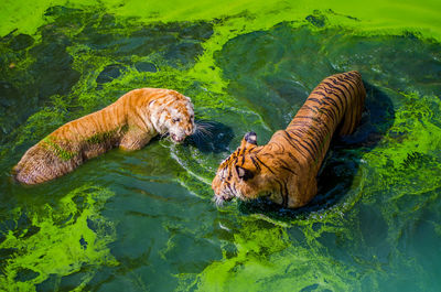 High angle view of tiger swimming in lake