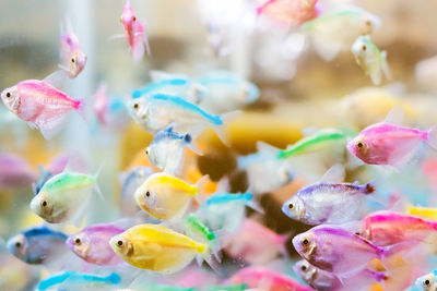 Close-up of fish swimming in sea