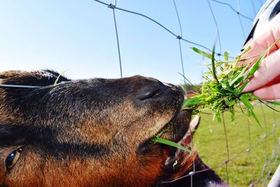 Close-up of a goat