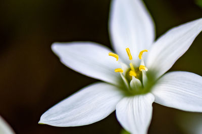 Close-up of white flowering plant