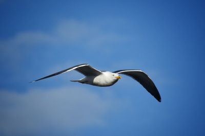 Low angle view of seagull flying