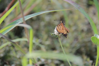 Close-up of butterfly pollinating on flower