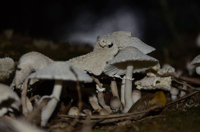 Close-up of mushroom