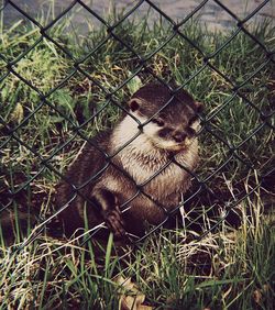 Ferret on grass