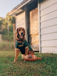 Portrait of dog on field