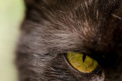 Extreme close-up of black cat