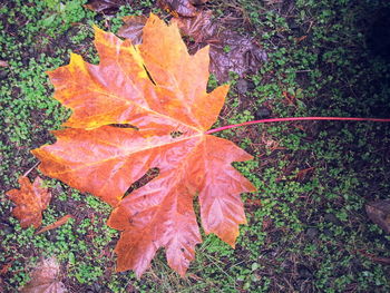 Close-up of maple leaves