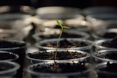 Close-up of seedling in tray