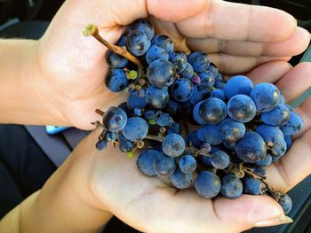 Midsection of person holding fruits