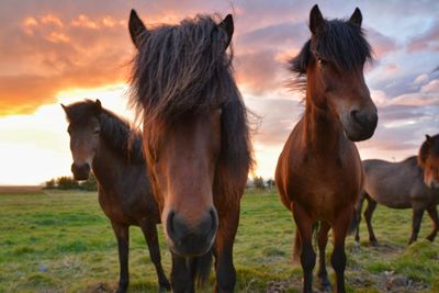 Horses standing on field against sky