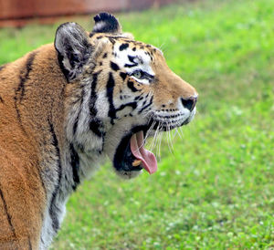 A tiger yawning. head shot with tongue.