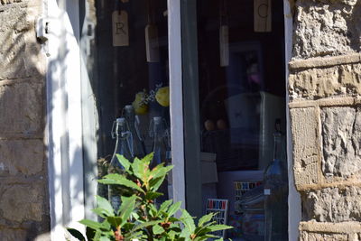 Close-up of plants against window