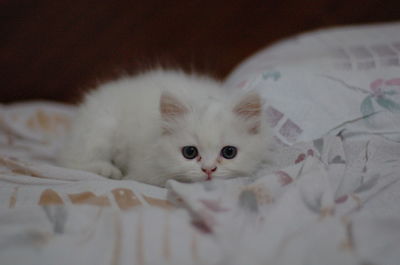 Close-up portrait of cat