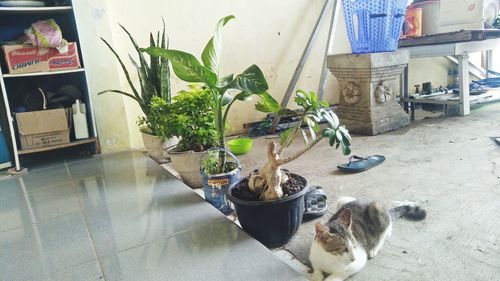 Cat by potted plants
