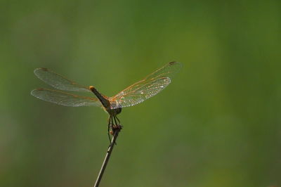 Close-up of dragonfly on plant
