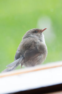 Close-up of bird perching outdoors