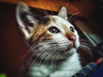 Close-up of cat looking away