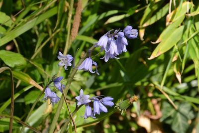 Close-up of purple flowering plant