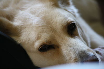 Close-up portrait of a dog