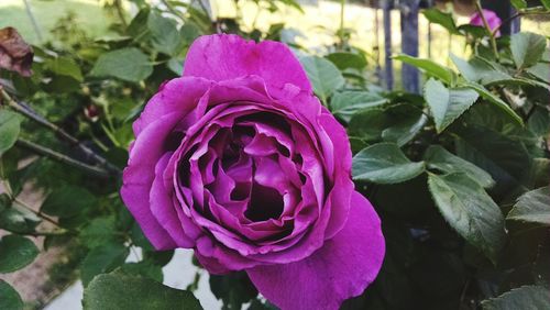 Close-up of pink rose