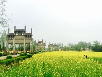 Plants growing on grassy field