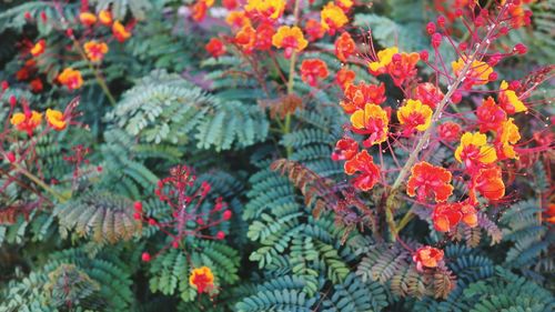 Close-up of orange flowering plants