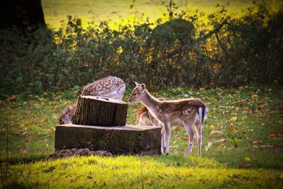 Fallow deer standing in a field