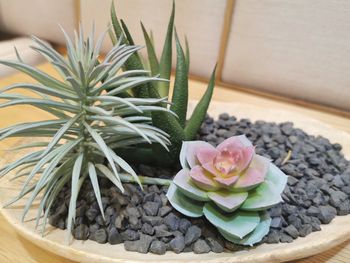 Close-up of potted plant