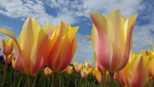 Close-up of yellow tulips in field