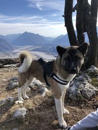 Dog looking at mountains