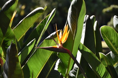 Close-up of flowering plant