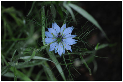 Close-up of blooming flowers