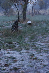 Trees on field during winter