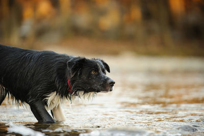 Dog in winter