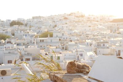 Cat living in mykonos town