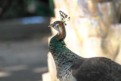 Close-up of a bird