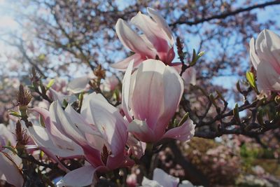 Close-up of pink cherry blossoms in spring