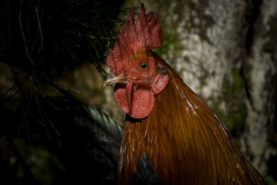 Close-up of rooster