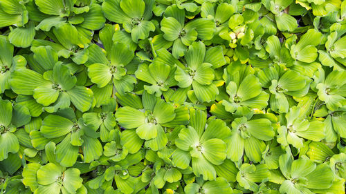 Full frame shot of plants
