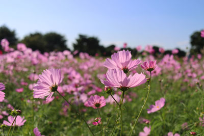 Close-up of pink cosmos flowers on field