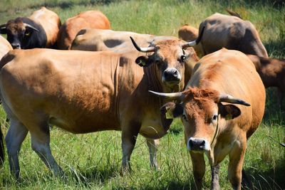 Cows standing in field