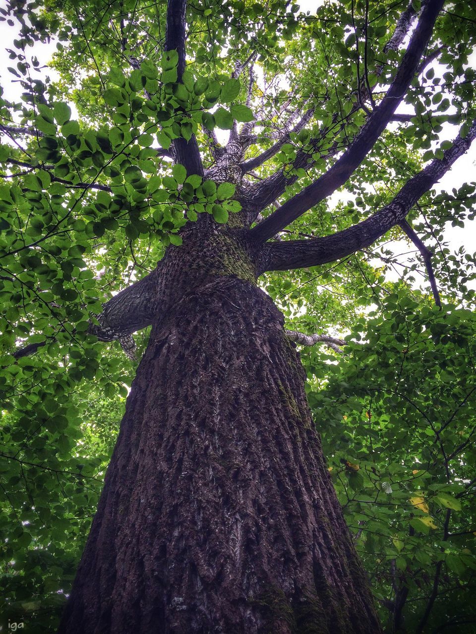 tree, tree trunk, growth, low angle view, forest, branch, nature, green color, tranquility, beauty in nature, woodland, bark, day, outdoors, textured, no people, wood - material, moss, tall - high, tranquil scene