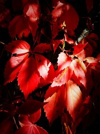 Close-up of red maple leaves on plant